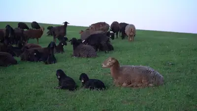 Волк напал на стаю овец в Туркестанской области: в трех селах обнаружили очаги бешенства , фото - Новости Zakon.kz от 19.04.2024 22:29
