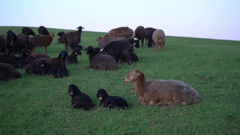 Волк напал на стаю овец в Туркестанской области: в трех селах обнаружили очаги бешенства