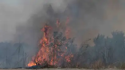 Лесные пожары в Абайской области: есть ли вероятность повторения трагедии в 2024