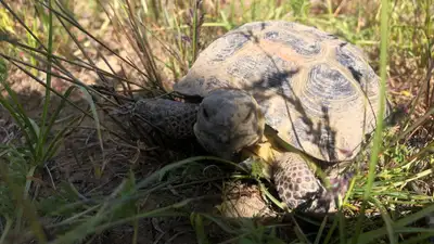 Возвращение домой: спасенных черепах выпустили в природу Алматинской области