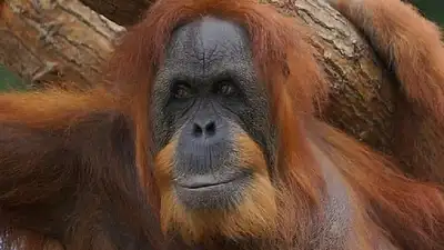 Книга рекордов Гиннесса, фото - Новости Zakon.kz от 21.04.2024 07:40