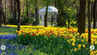 Как зацвел Алматы, показал популярный фотограф, фото - Новости Zakon.kz от 20.04.2024 20:00