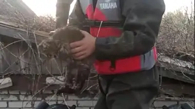 Опубликованы кадры спасения домашних животных на дачах Уральска