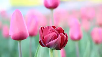 В Астане и Алматы – без осадков, в Шымкенте – грозовые дожди: прогноз от &quot;Казгидромета&quot;, фото - Новости Zakon.kz от 22.04.2024 17:41