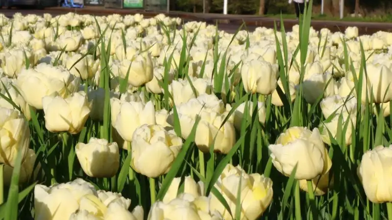 В трех городах Казахстана ожидаются неблагоприятные метеоусловия 23 апреля