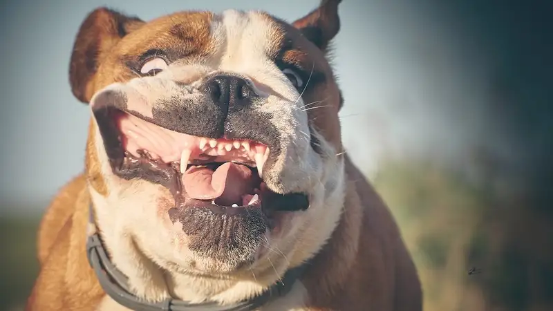 В США прошел конкурс красоты для бульдогов