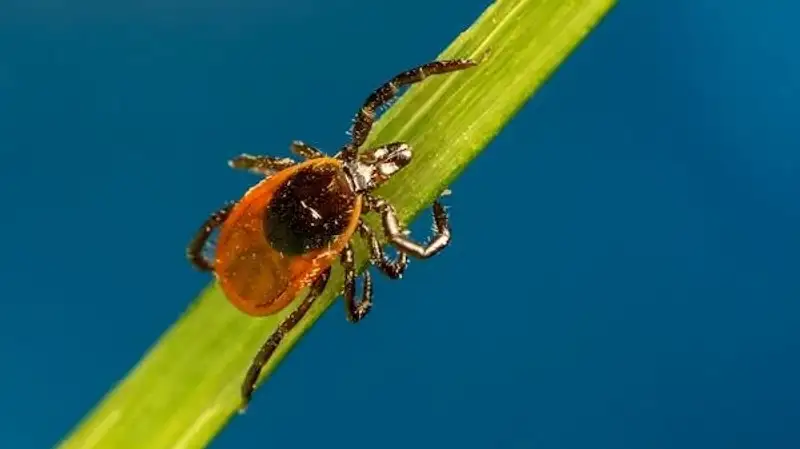 212 алматинцев пострадали от укусов клещей с начала весны