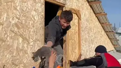 Спасатели показали, как эвакуируют животных из затопленных районов РК, фото - Новости Zakon.kz от 23.04.2024 08:54