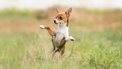 Клещи, фото - Новости Zakon.kz от 25.04.2024 07:08