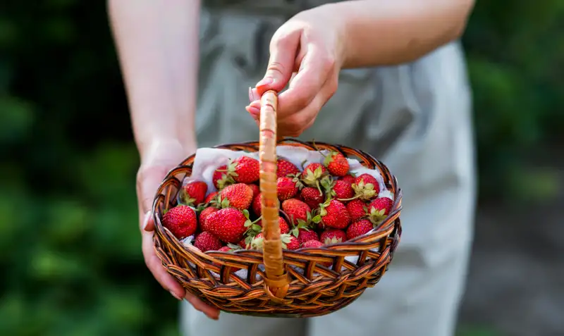 Ранняя клубника – чем опасна, и как выбрать хорошую ягоду, фото - Новости Zakon.kz от 24.04.2024 15:58