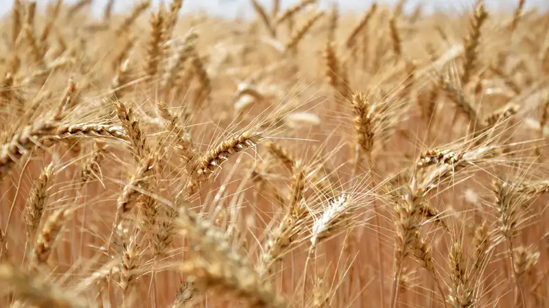 Посевная кампания под угрозой в Казахстане из-за паводков, заявил сенатор