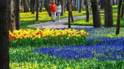 Алматы цветы весна, фото - Новости Zakon.kz от 25.04.2024 13:53