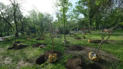 Новые яблоневые сады появятся в Алматы, фото - Новости Zakon.kz от 25.04.2024 09:53