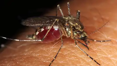 Болезни, фото - Новости Zakon.kz от 26.04.2024 02:30