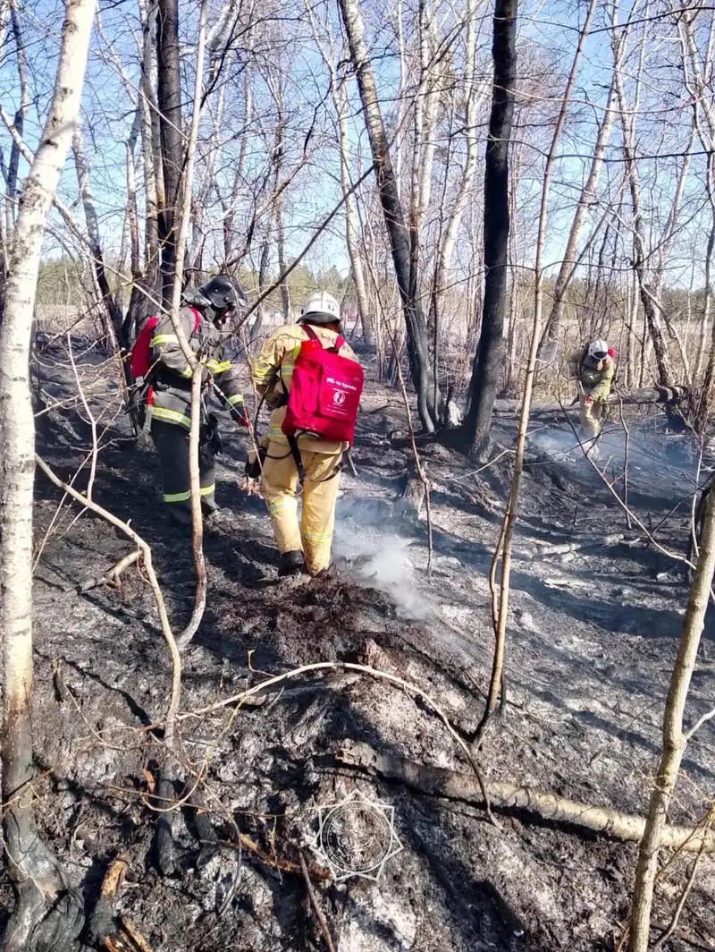 Пожар в Семей орманы, фото - Новости Zakon.kz от 26.04.2024 14:35