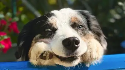 Уникальная собака, США, видео