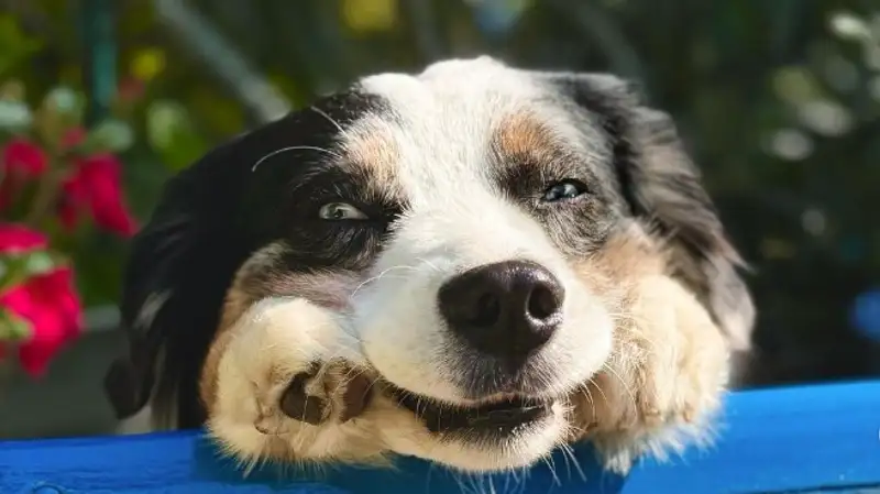 Видео с чудо-псом набрало более 4 млн лайков