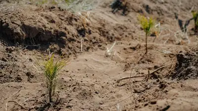 Оберегая природу – в области Абай высадили более 60 тысяч саженцев сосны, фото - Новости Zakon.kz от 27.04.2024 14:13