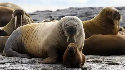 туриста оштрафовали за приближение к моржу, фото - Новости Zakon.kz от 28.04.2024 00:06