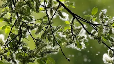 Врач дала советы аллергикам, как справиться с весенним цветением, фото - Новости Zakon.kz от 28.04.2024 07:34