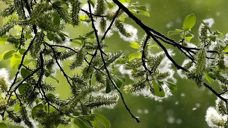 Врач дала советы аллергикам, как справиться с весенним цветением