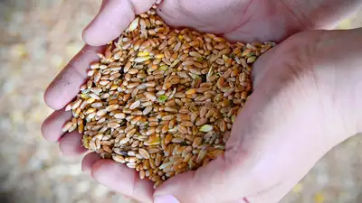 Казахстан, урожай, хлеб, паводки, фото - Новости Zakon.kz от 29.04.2024 09:49