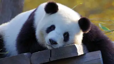 Зоопарк, фото - Новости Zakon.kz от 29.04.2024 06:02