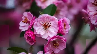 цветение яблони в Алматы