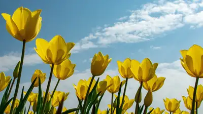 В Ботсаду Алматы рассказали о цветке, за срыв которого можно получить многомиллионный штраф
