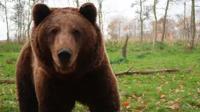 Гуляющего бурого медведя засняли на видео в ВКО