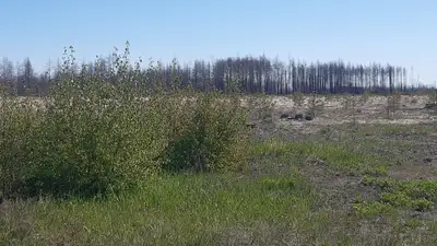 Лес в Аулиекольском районе Костанайской области, пожар в лесах, фото - Новости Zakon.kz от 29.04.2024 14:10