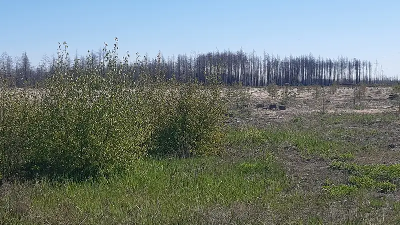 Как восстанавливают лес после пожаров 2022 года в Костанайской области
