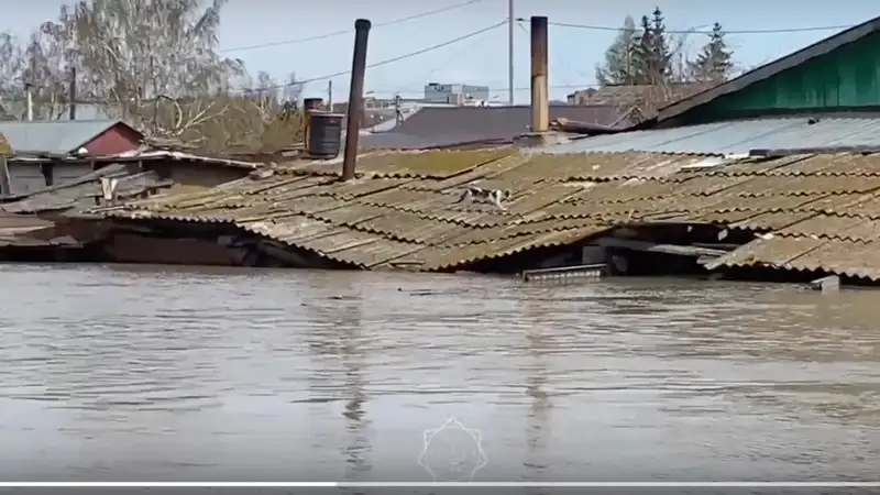 В Петропавловске из затопленного района продолжают эвакуировать животных 