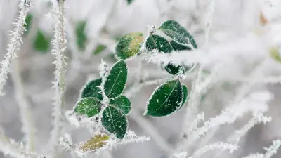 Заморозки, осадки и туман ожидаются в Казахстане, фото - Новости Zakon.kz от 29.04.2024 18:11