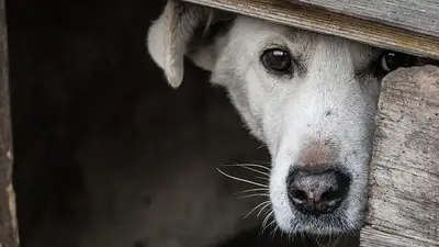 паводки в СКО, фото - Новости Zakon.kz от 30.04.2024 18:45