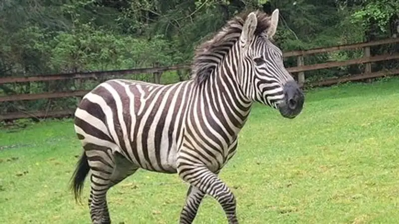 Полицейские устроили погоню за зебрами