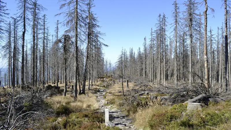 Вредители атакуют: алматинцы пожаловались на высыхающие деревья, фото - Новости Zakon.kz от 30.04.2024 14:40