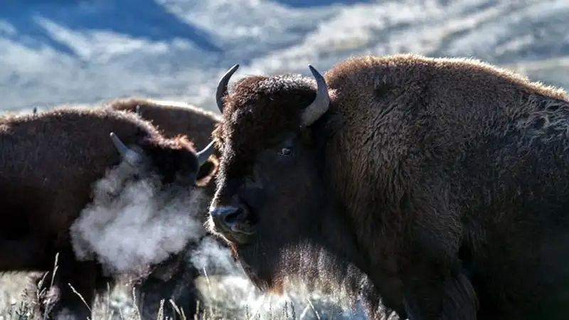 Американец напал на бизона во время прогулки в нацпарке