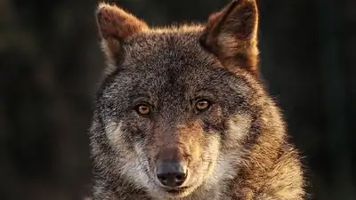 волк напал на жителя ВКО, фото - Новости Zakon.kz от 30.04.2024 20:42