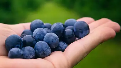Медики назвали три самые полезные ягоды, фото - Новости Zakon.kz от 01.05.2024 04:54