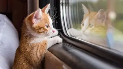 Казахстанцам напомнили о правилах перевозки животных в поездах