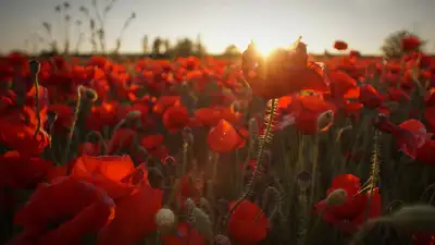 Маковые поля близ Бишкека очаровали пользователей Сети, фото - Новости Zakon.kz от 03.05.2024 11:08