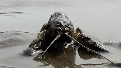 Множество мертвых раков обнаружили в водосбросном канале неподалеку от ТЭЦ в Актау, фото - Новости Zakon.kz от 03.05.2024 21:33