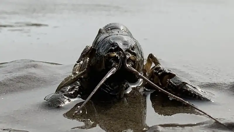 Множество мертвых раков обнаружили в водосбросном канале неподалеку от ТЭЦ в Актау