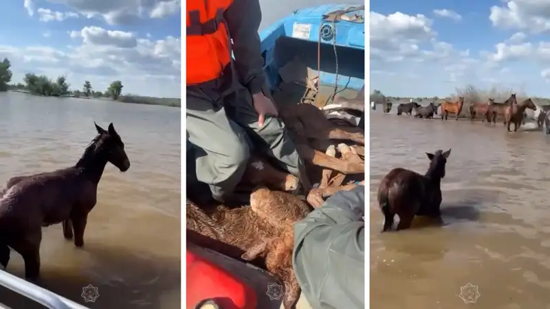 Близ Атырау спасли табун тонущих лошадей