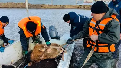Возмещение ущерба фермерам за погибший скот: разработаны правила, фото - Новости Zakon.kz от 03.05.2024 11:10