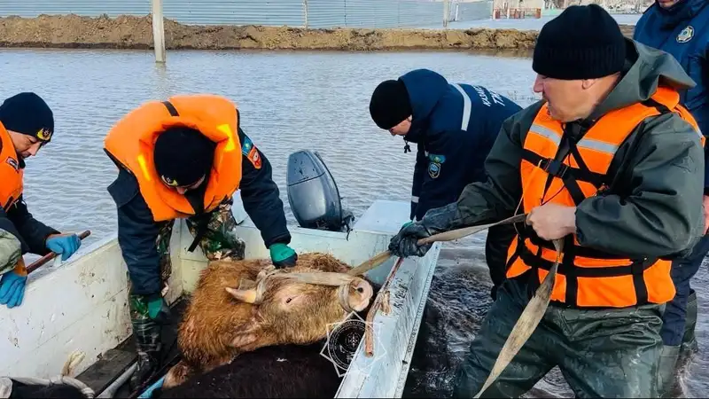 Возмещение ущерба фермерам за погибший скот: разработаны правила