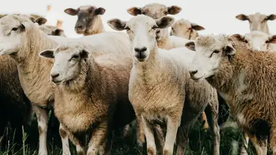 Попала под поезд в Кызылординской области, фото - Новости Zakon.kz от 04.05.2024 10:28