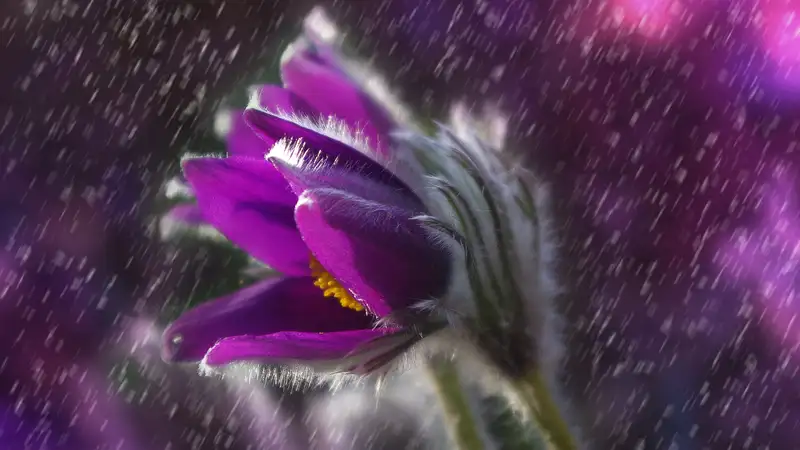 Жара и сильный дождь: погода в Астане, Алматы и Шымкенте на три дня