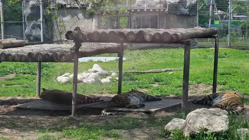 Зоопарк, фото - Новости Zakon.kz от 08.05.2024 11:00